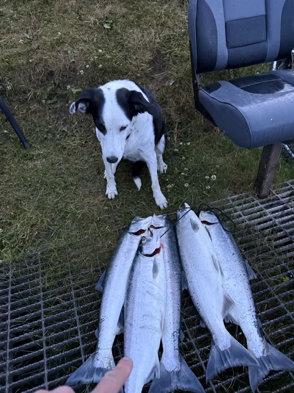 A morning catch of salmon with the river dog