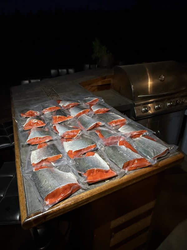 Fresh Kenai salmon fillets ready for the cooler