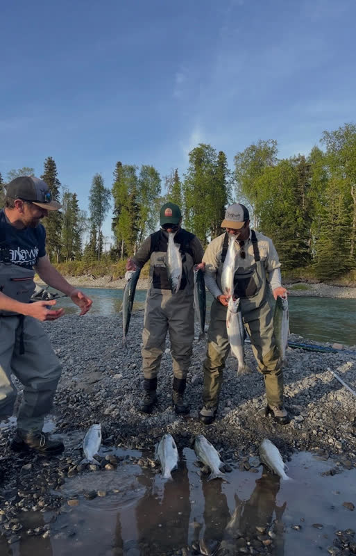 A morning catch of salmon on the Kenai riverbank